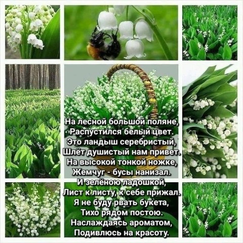 ландыши