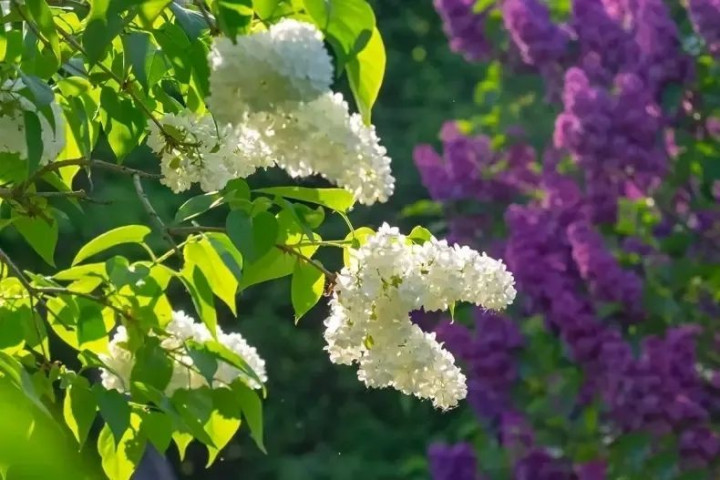 сирень белая и сиреневая