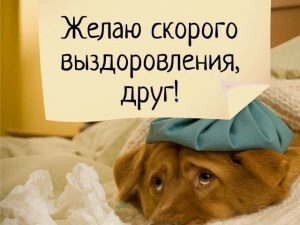 выздоравливай друг