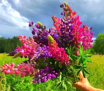букет цветы природа