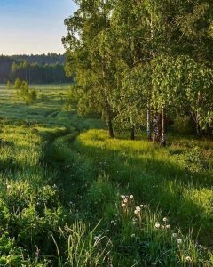 лес, лето, природа, пейзаж