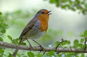 малиновка птичка