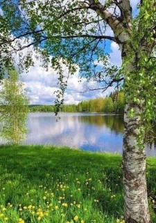 природа лето река березка