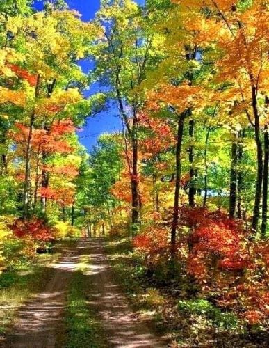 Золотая осень, лес, ранняя осень, сентябрь