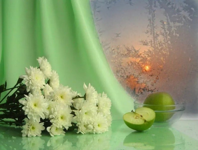 хризантемы белые, зима, мороз на окне