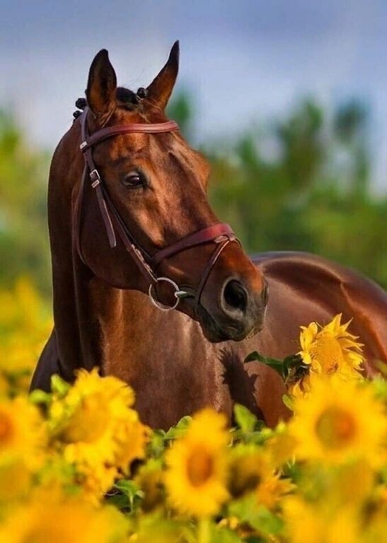 красивая лошадка, конь, лошадь
