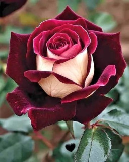 роза красная