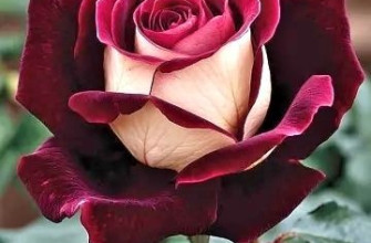 роза красная