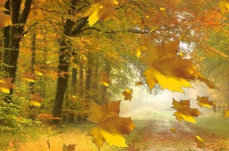 Листья осени, осенние, осень, лес, ветер