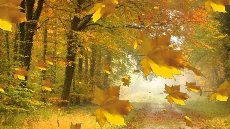 Листья осени, осенние, осень, лес, ветер