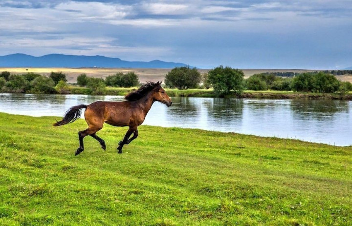 лошадь, конь, река, пейзаж