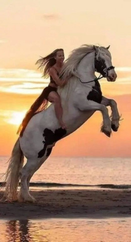 Лошадь, наездница девушка на коне
