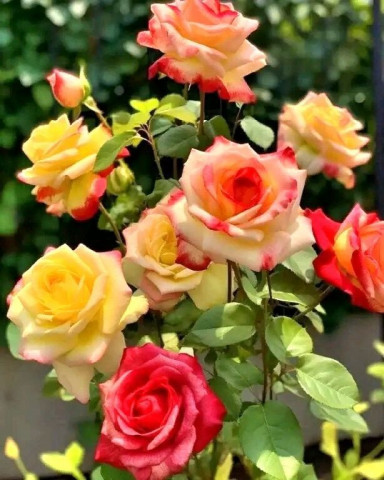 розы, красивый букет