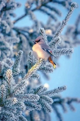 Зима, птичка зимняя, елка зимой, лес, зимняя природа, зимний пейзаж