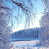 Зимний лес, зима, зимняя сказка, снег
