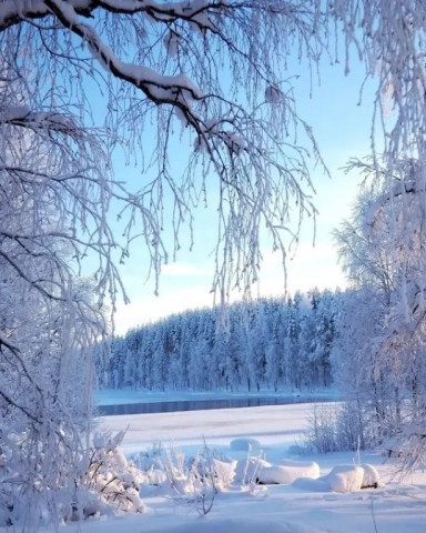 Зимний лес, зима, зимняя сказка, снег