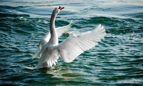 лебедь и море
