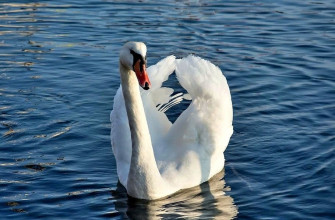 лебедь на море