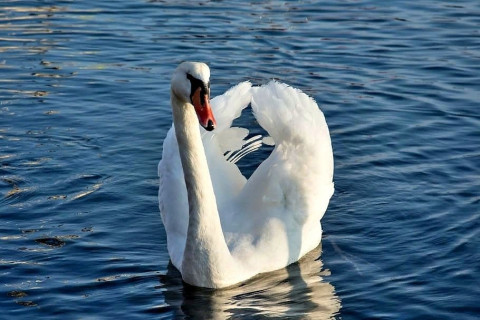 лебедь на море