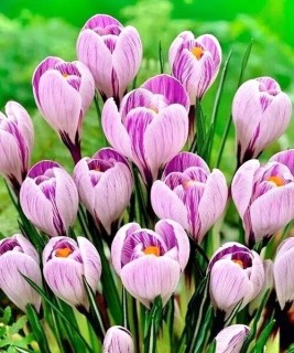 крокус цветы весна