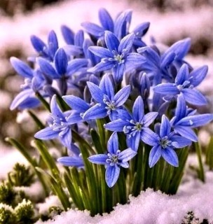 пролеск цветы весна снег