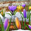 весна, март, цветы, крокусы