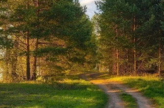 лес, тропинка, река, пейзаж, природа