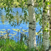березки, река, лес, пейзаж, природа