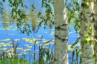 березки, река, лес, пейзаж, природа