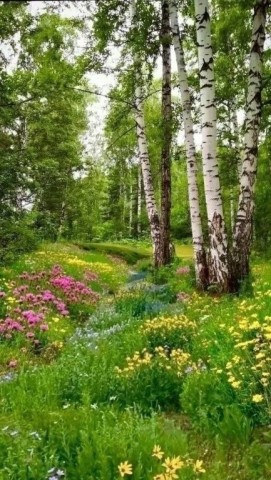 природа лес березки лето