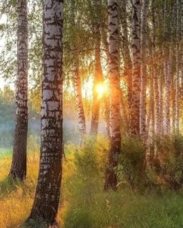 август, сентябрь, березки, солнце