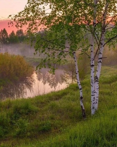 береза, березки, туман, начало осени, август, пруд