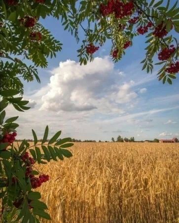 лето, август, поле, рябина