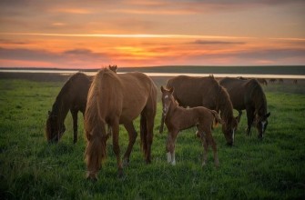 лошади, табун, лето, вечер, август