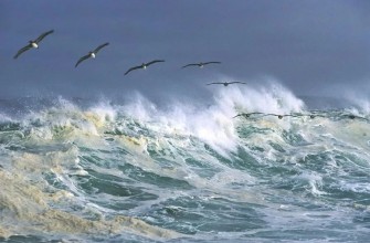 море волнуется, чайки, шторм, волны