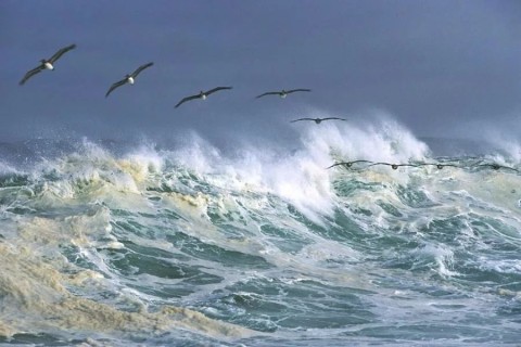 море волнуется, чайки, шторм, волны