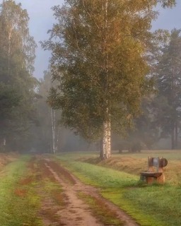 утро, туман, лето, лес