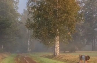 утро, туман, лето, лес