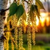 береза, солнце рассвет сережки природа