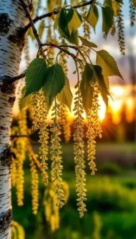 береза, солнце рассвет сережки природа