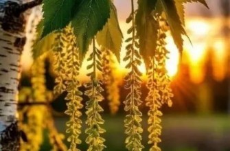 береза, солнце рассвет сережки природа