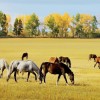 кони, лошади пасутся, поле