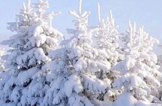 зима, елки, ели, лес, снег