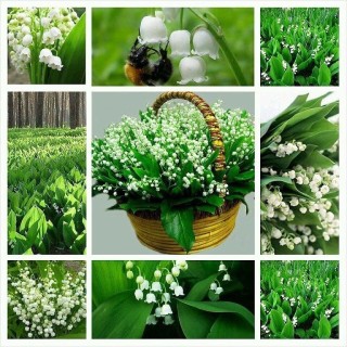 ландыши цветы