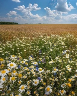ромашки поле природа лето