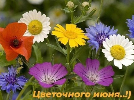 июнь цветочный