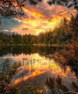 лес природа закат отражение вода река