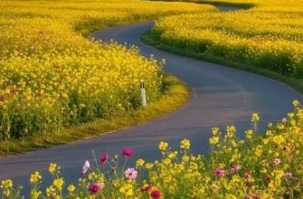 лето дорога цветы природа