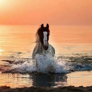 море конь лошадь