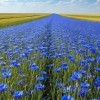 васильки природа лето